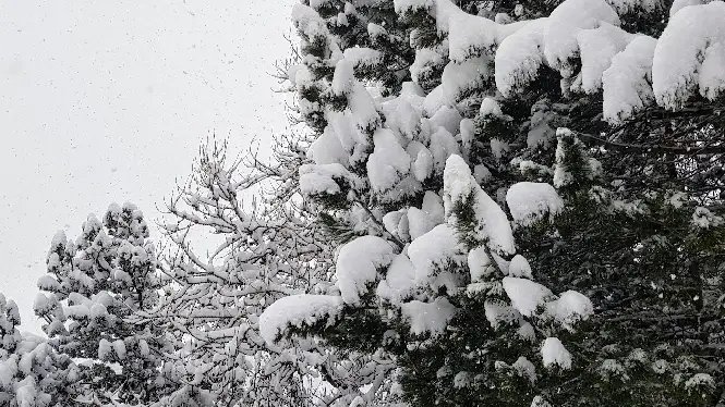 April snow on trees in La Plagne