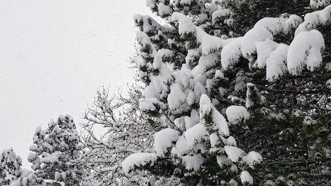 Snow covered trees in La Plagne - great for bad weather